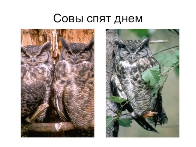 Совы спят днем