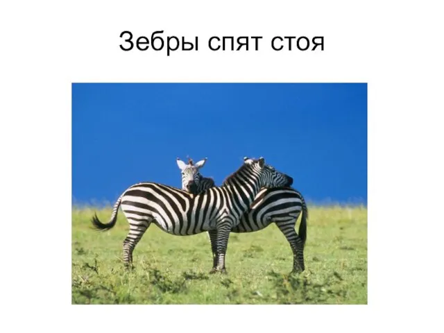 Зебры спят стоя