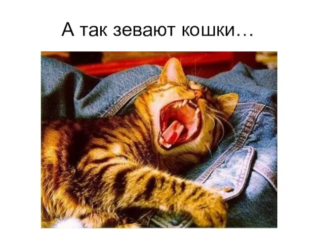 А так зевают кошки…