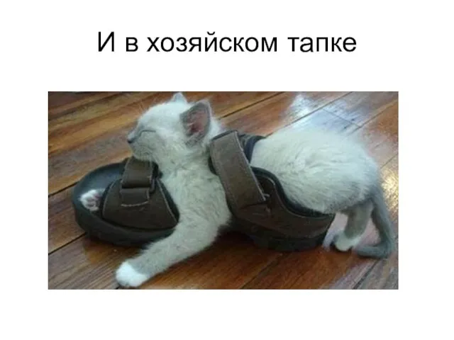 И в хозяйском тапке