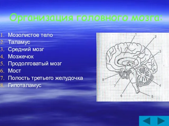 Организация головного мозга: Мозолистое тело Таламус Средний мозг Мозжечок Продолговатый мозг Мост Полость третьего желудочка Гипоталамус