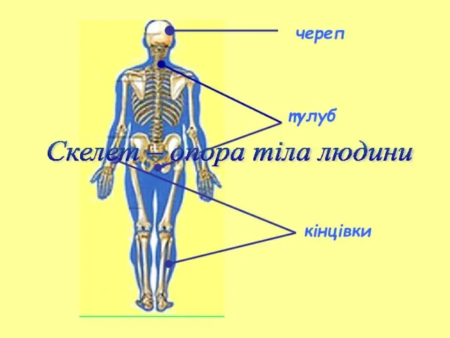 Скелет – опора тіла людини череп тулуб кінцівки