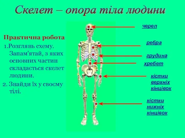 Скелет – опора тіла людини череп ребра грудина кістки верхніх кінцівок хребет