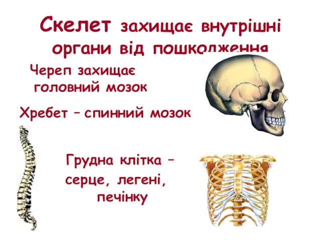 Скелет захищає внутрішні органи від пошкодження Череп захищає головний мозок Хребет –