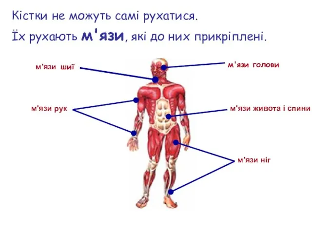 Кістки не можуть самі рухатися. Їх рухають м'язи, які до них прикріплені.