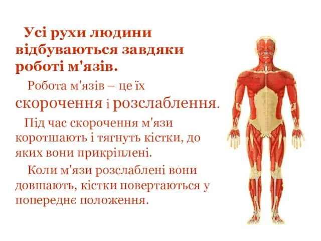 Усі рухи людини відбуваються завдяки роботі м'язів. Робота м'язів – це їх