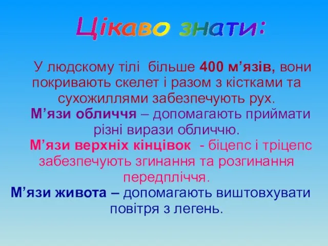 У людскому тілі більше 400 м’язів, вони покривають скелет і разом з