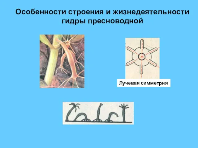 Особенности строения и жизнедеятельности гидры пресноводной