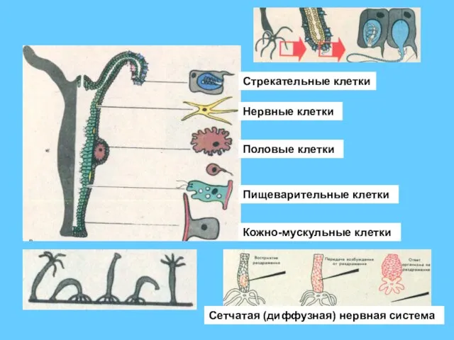 Стрекательные клетки Нервные клетки Половые клетки Пищеварительные клетки Кожно-мускульные клетки