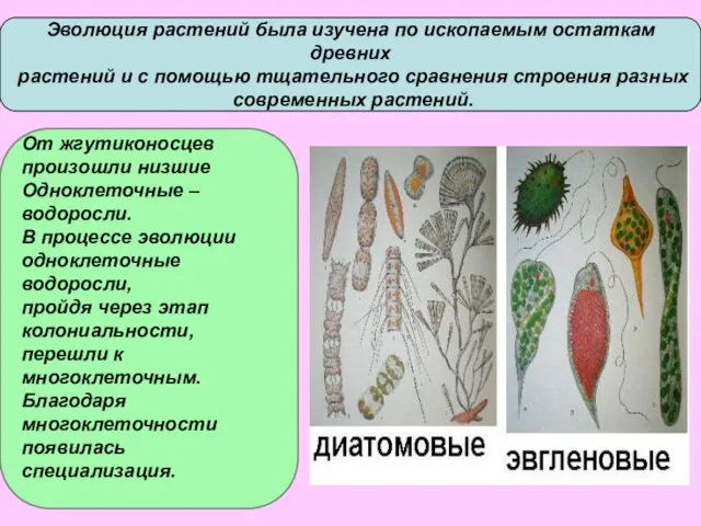 Эволюция растений была изучена по ископаемым остаткам древних растений и с помощью