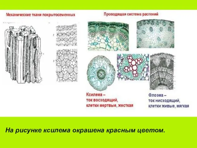 На рисунке ксилема окрашена красным цветом.