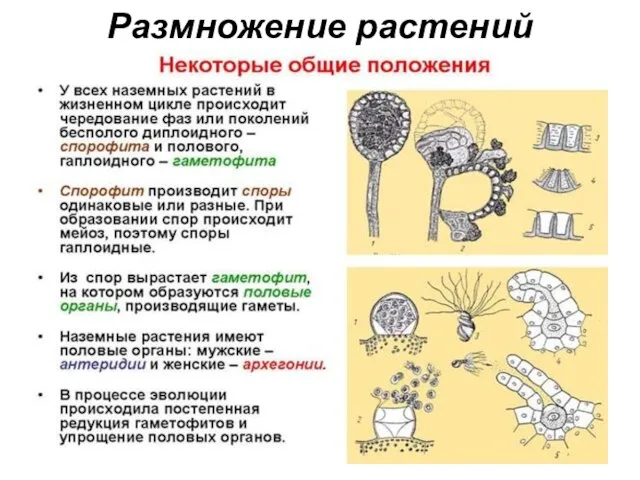 Размножение растений