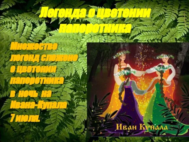 Легенда о цветении папоротника Множество легенд сложено о цветении папоротника в ночь на Ивана-Купала 7 июля.