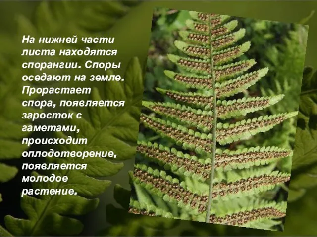 На нижней части листа находятся спорангии. Споры оседают на земле. Прорастает спора,