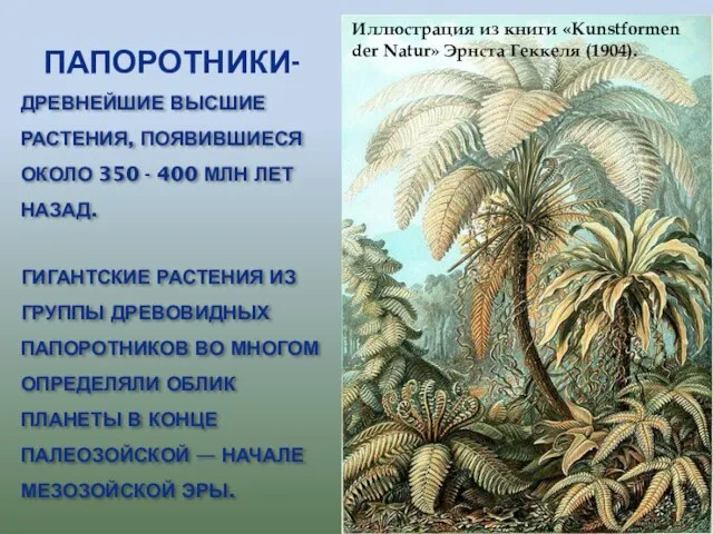 Папоротники- Древнейшие высшие растения, появившиеся около 350 - 400 млн лет назад.