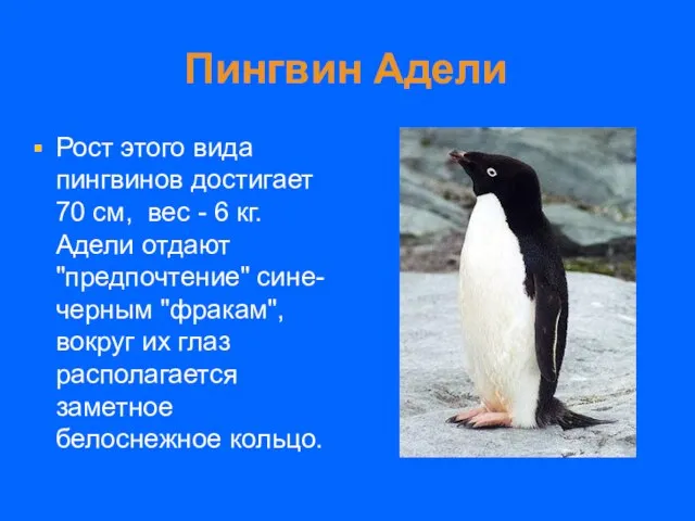 Пингвин Адели Рост этого вида пингвинов достигает 70 см, вес - 6