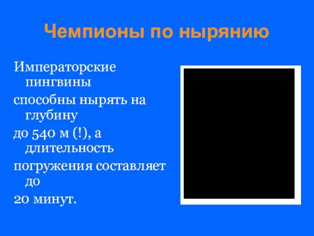 Чемпионы по нырянию Императорские пингвины способны нырять на глубину до 540 м