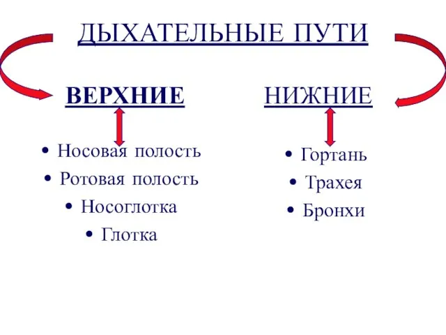 ДЫХАТЕЛЬНЫЕ ПУТИ ВЕРХНИЕ Носовая полость Ротовая полость Носоглотка Глотка НИЖНИЕ Гортань Трахея Бронхи