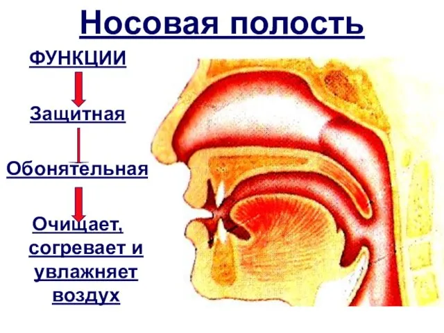 Носовая полость ФУНКЦИИ Защитная Обонятельная Очищает, согревает и увлажняет воздух