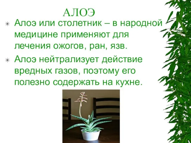 АЛОЭ Алоэ или столетник – в народной медицине применяют для лечения ожогов,