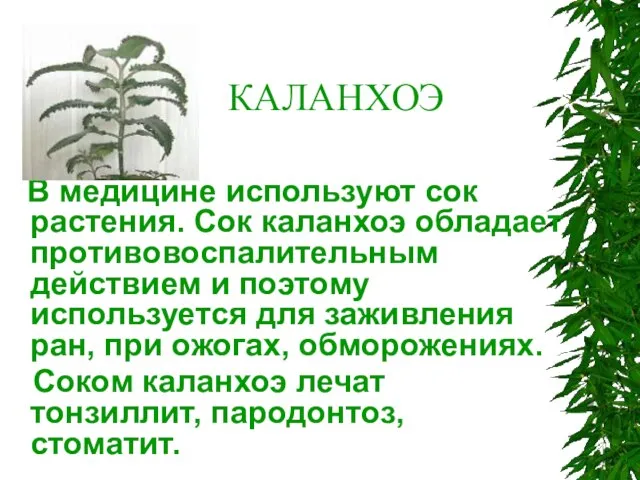 КАЛАНХОЭ В медицине используют сок растения. Сок каланхоэ обладает противовоспалительным действием и