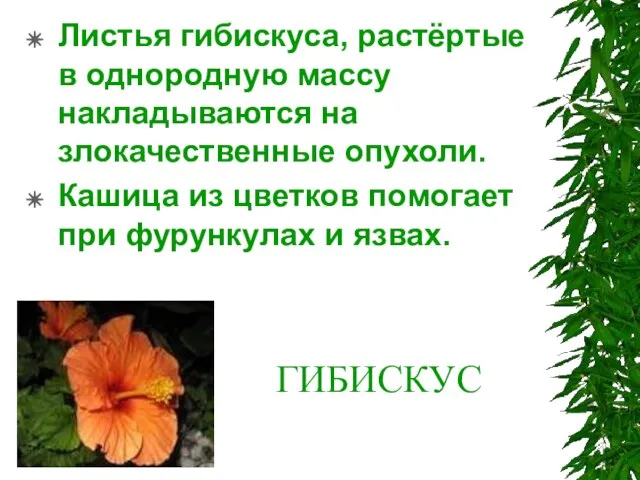 ГИБИСКУС Листья гибискуса, растёртые в однородную массу накладываются на злокачественные опухоли. Кашица