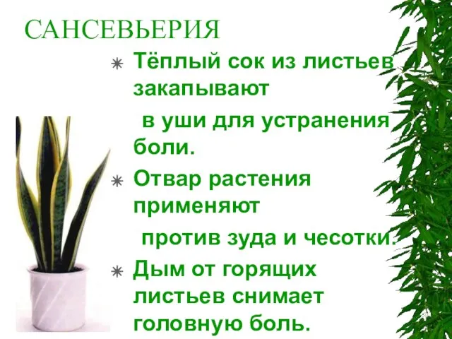 САНСЕВЬЕРИЯ Тёплый сок из листьев закапывают в уши для устранения боли. Отвар