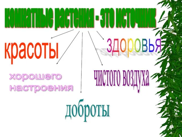 комнатные растения - это источник здоровья чистого воздуха доброты хорошего настроения красоты