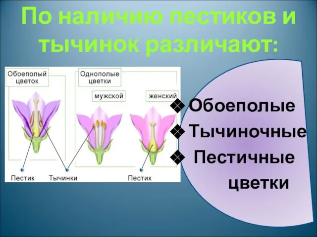 По наличию пестиков и тычинок различают: Обоеполые Тычиночные Пестичные цветки