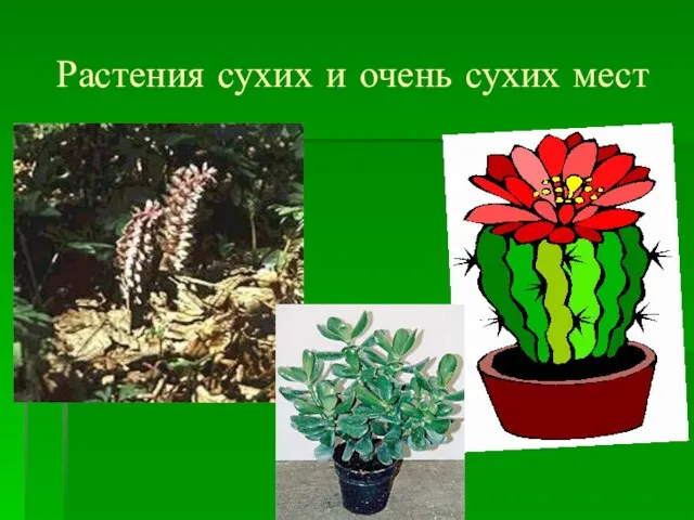 Растения сухих и очень сухих мест