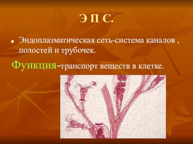 Э П С. Эндоплазматическая сеть-система каналов ,полостей и трубочек. Функция-транспорт веществ в клетке.