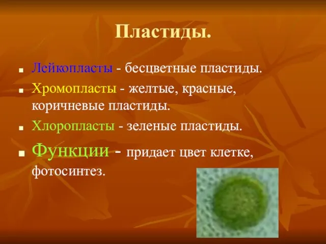 Пластиды. Лейкопласты - бесцветные пластиды. Хромопласты - желтые, красные, коричневые пластиды. Хлоропласты