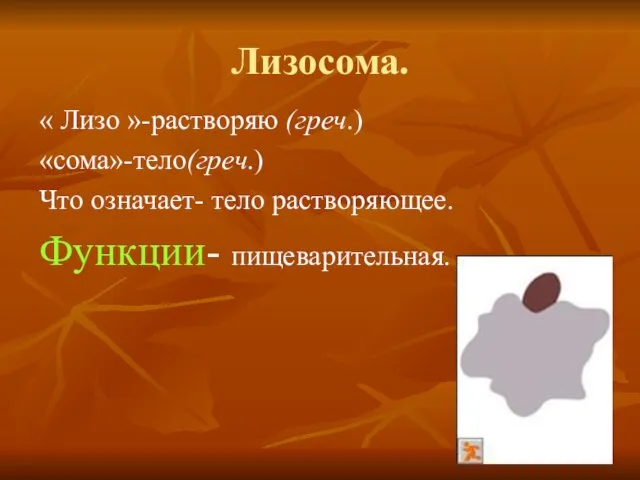 Лизосома. « Лизо »-растворяю (греч.) «сома»-тело(греч.) Что означает- тело растворяющее. Функции- пищеварительная.