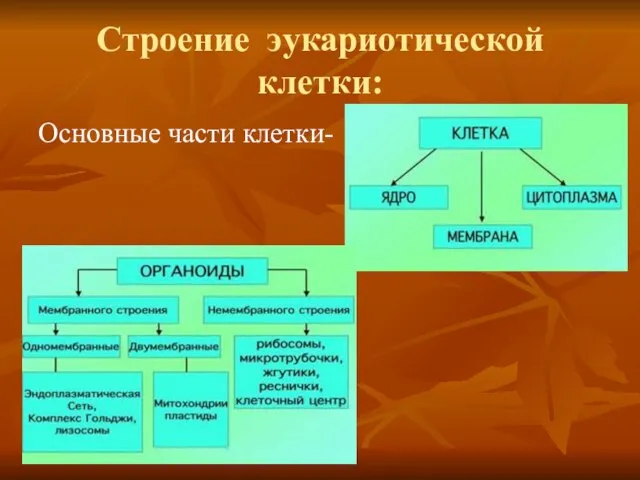 Строение эукариотической клетки: Основные части клетки-