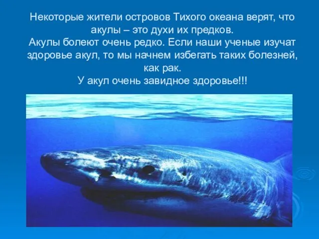 Некоторые жители островов Тихого океана верят, что акулы – это духи их