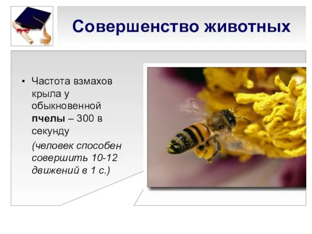 Совершенство животных Частота взмахов крыла у обыкновенной пчелы – 300 в секунду