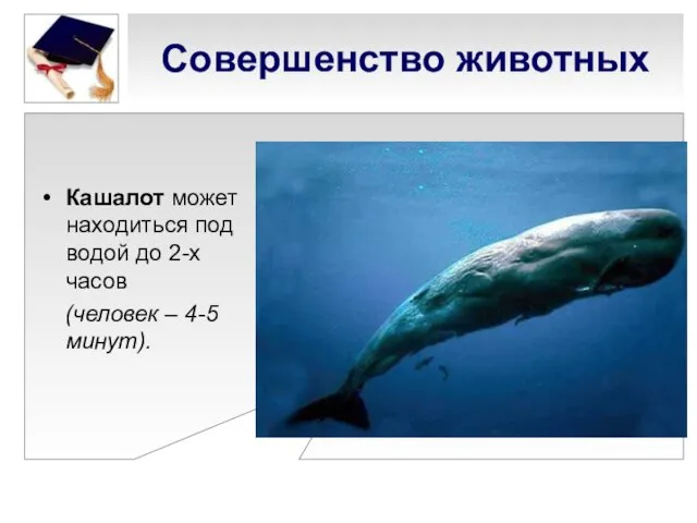 Совершенство животных Кашалот может находиться под водой до 2-х часов (человек – 4-5 минут).