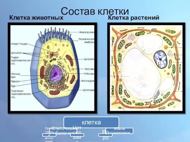 Состав клетки Клетка животных Клетка растений