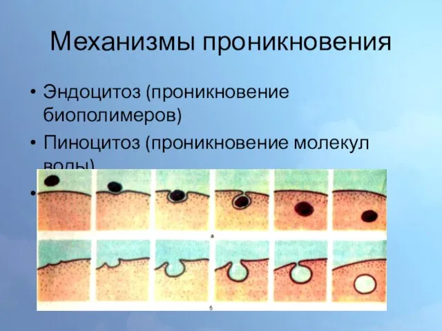 Механизмы проникновения Эндоцитоз (проникновение биополимеров) Пиноцитоз (проникновение молекул воды) Фагоцитоз (проникновение твёрдых частиц)