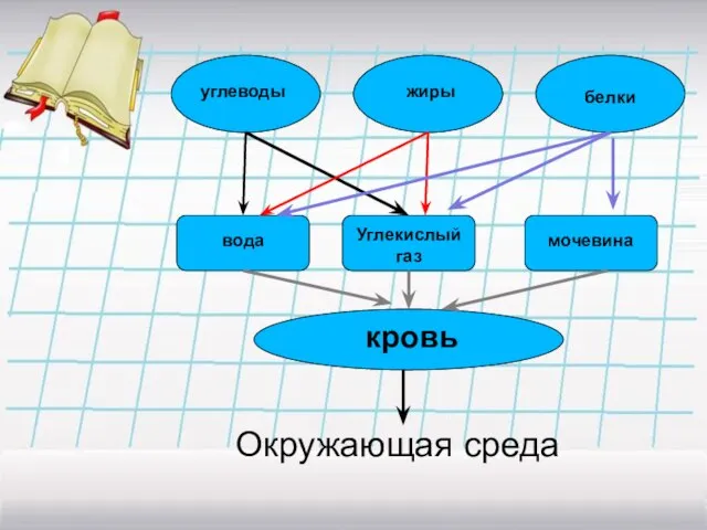 углеводы жиры белки вода Углекислый газ мочевина кровь Окружающая среда