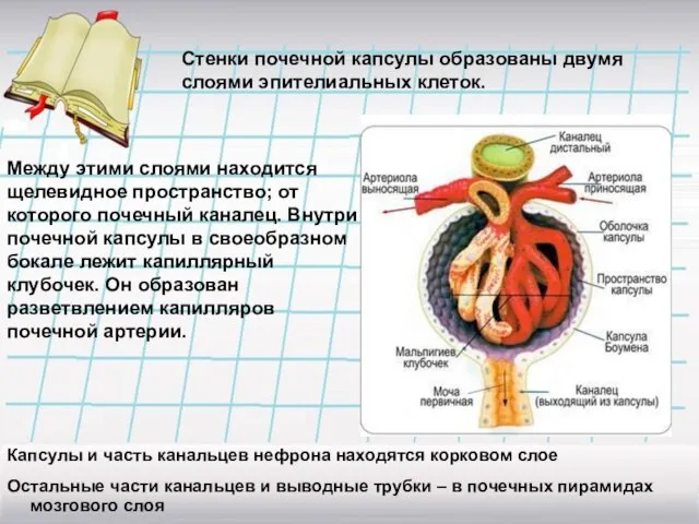 Стенки почечной капсулы образованы двумя слоями эпителиальных клеток. Между этими слоями находится