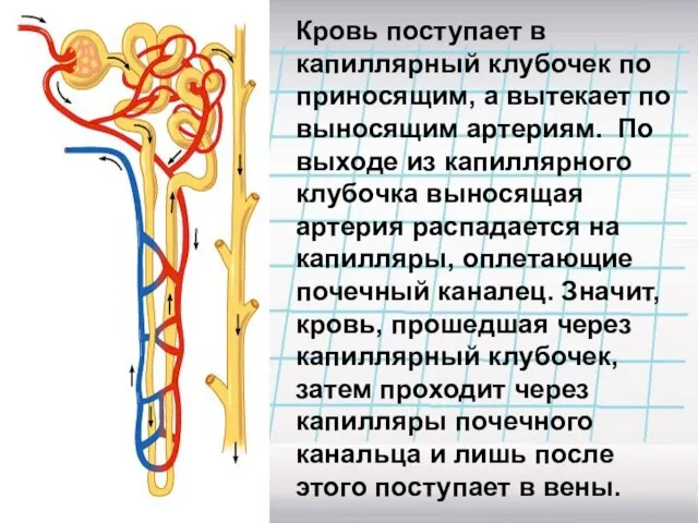 Кровь поступает в капиллярный клубочек по приносящим, а вытекает по выносящим артериям.