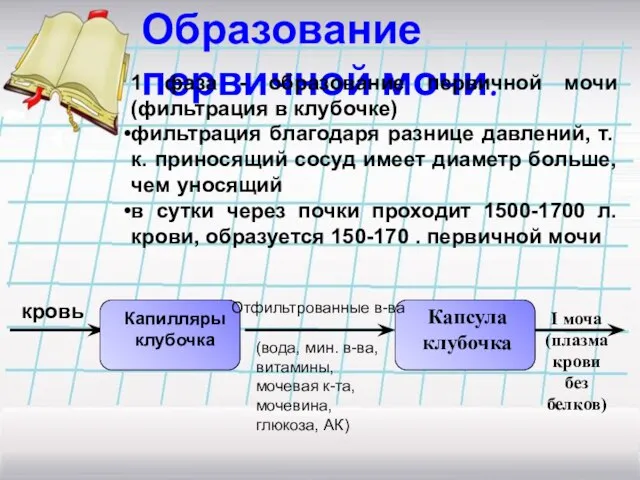 Образование первичной мочи. 1 фаза - образование первичной мочи (фильтрация в клубочке)