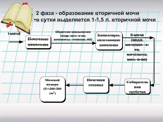 2 фаза - образование вторичной мочи в сутки выделяется 1-1,5 л. вторичной мочи