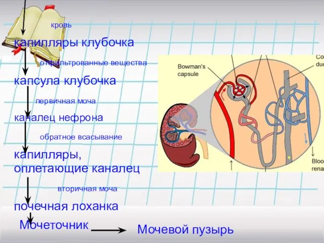 кровь капилляры клубочка отфильтрованные вещества капсула клубочка первичная моча каналец нефрона обратное