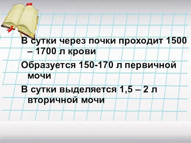 В сутки через почки проходит 1500 – 1700 л крови Образуется 150-170