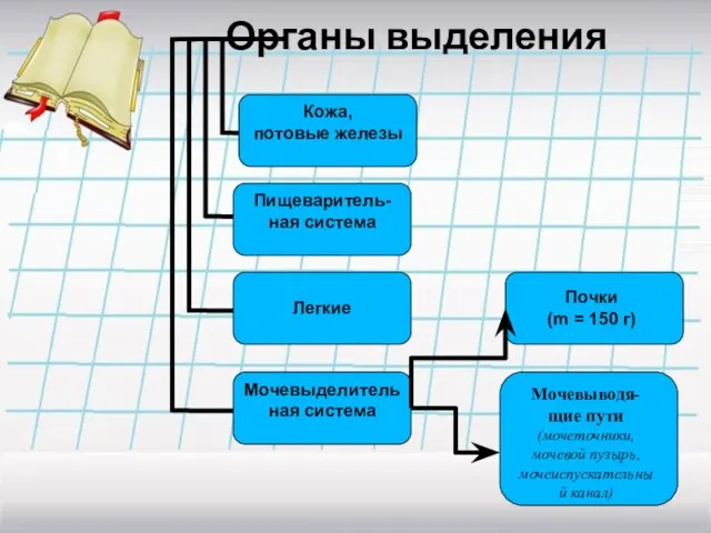 Органы выделения Почки (m = 150 г) Мочевыводя-щие пути (мочеточники, мочевой пузырь,