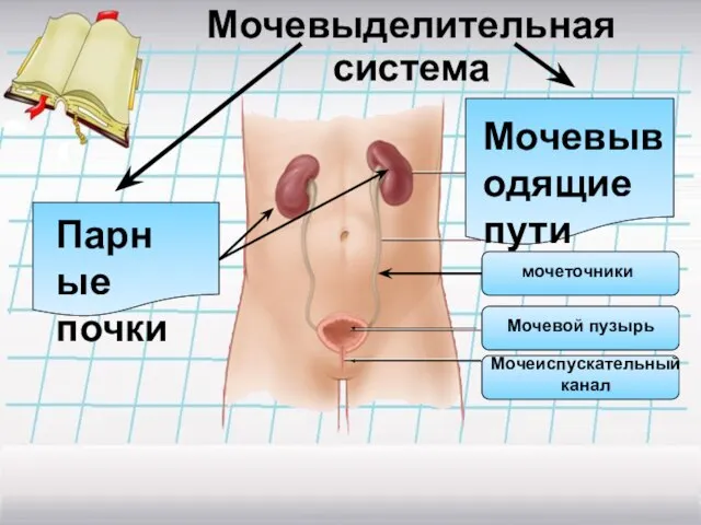 Мочевыделительная система Парные почки Мочевыводящие пути мочеточники Мочевой пузырь Мочеиспускательный канал