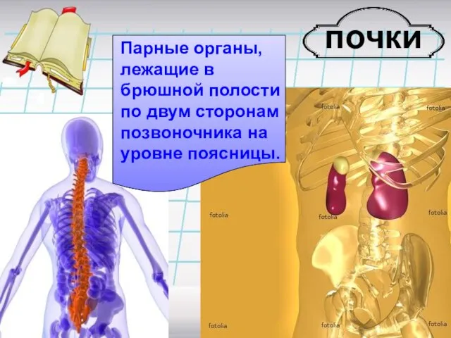 почки Парные органы, лежащие в брюшной полости по двум сторонам позвоночника на уровне поясницы.