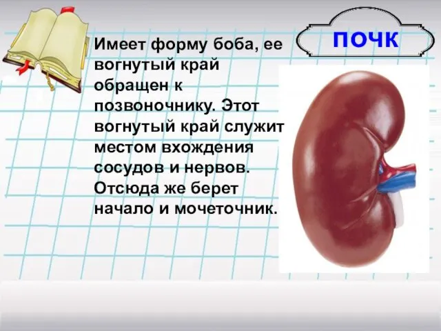 почки Имеет форму боба, ее вогнутый край обращен к позвоночнику. Этот вогнутый